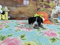 Kate, a female Cocker Spaniel for sale in Falcon, MO – Photo 3 of 3