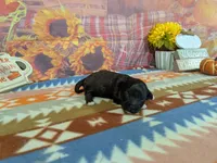 toby, a male Havanese for sale in Falcon, MO – 3 of 3