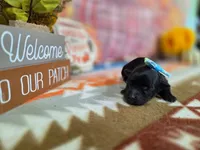ember, a female Yorkipoo for sale in Falcon, MO – 3 of 3