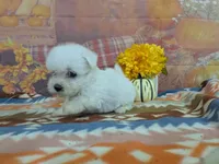 Alistair, a male Bichon Frise for sale in Falcon, MO – 9 of 9