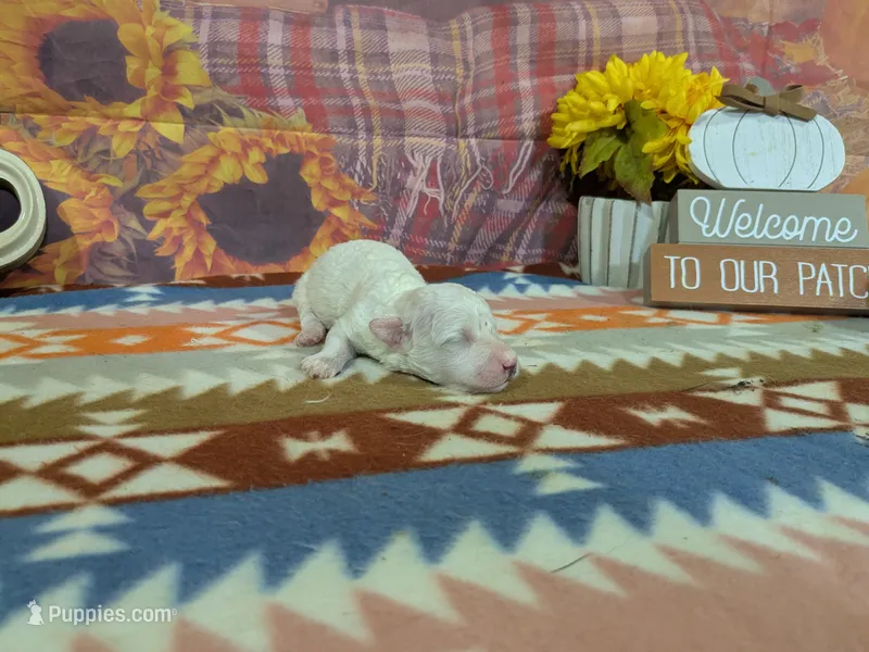 Kai – Bichon Frise puppy for sale in Falcon, MO