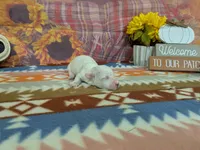 Kai, a male Bichon Frise for sale in Falcon, MO – 1 of 3