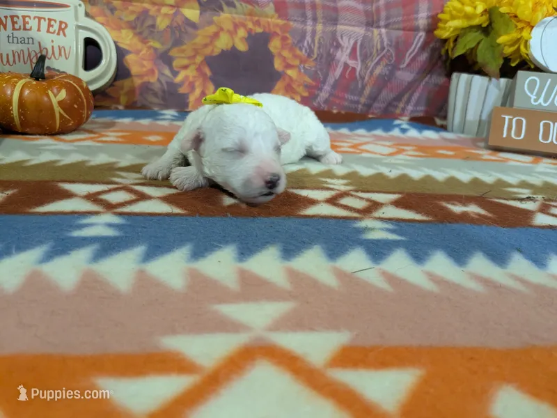 Lainy  – Bichon Frise puppy for sale in Falcon, MO