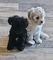 Bella, a female Maltipoo for sale in Phoenix, AZ – 4 of 6