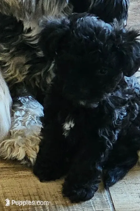 Bella – Maltipoo puppy for sale in Phoenix, AZ