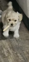 Cloe , a female Maltipoo for sale in Phoenix, AZ – 8 of 8