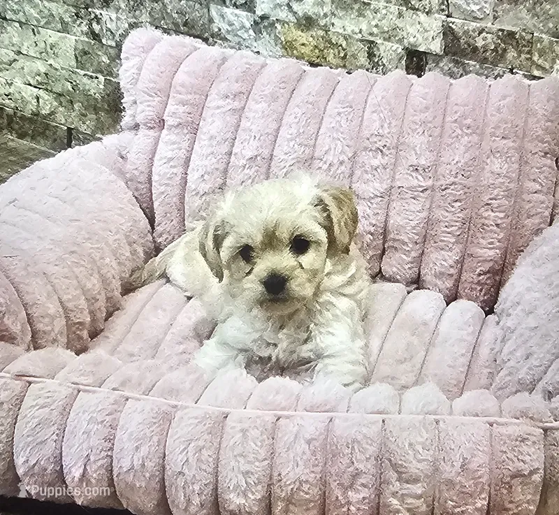 Cloe  – Maltipoo puppy for sale in Phoenix, AZ