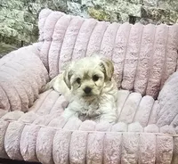 Cloe , a female Maltipoo for sale in Phoenix, AZ – 3 of 6