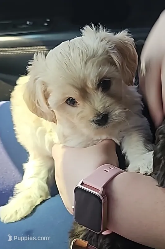 Cloe  – Maltipoo puppy for sale in Phoenix, AZ