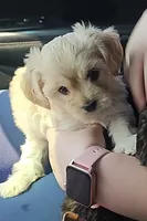 Cloe , a female Maltipoo for sale in Phoenix, AZ – 1 of 6