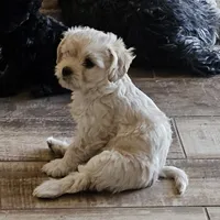 Cloe , a female Maltipoo for sale in Phoenix, AZ – 7 of 8