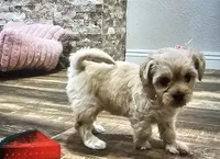 Cloe , a female Maltipoo for sale in Phoenix, AZ – 4 of 6