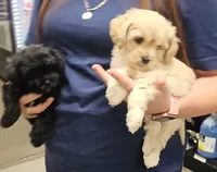 Cloe , a female Maltipoo for sale in Phoenix, AZ – 6 of 6