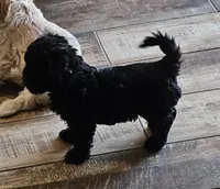 Bella, a female Maltipoo for sale in Phoenix, AZ – 3 of 6