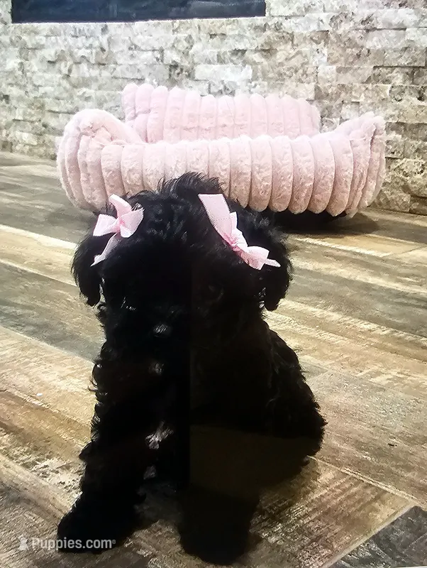 Bella – Maltipoo puppy for sale in Phoenix, AZ