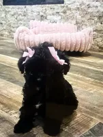 Bella, a female Maltipoo for sale in Phoenix, AZ – 2 of 6