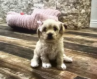 Cloe , a female Maltipoo for sale in Phoenix, AZ – 5 of 6