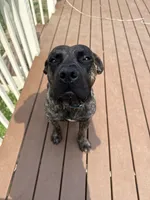 Rico, a male Perro de Presa Canario for sale in Philadelphia, PA – 2 of 3