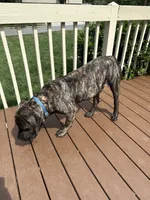Rico, a male Perro de Presa Canario for sale in Philadelphia, PA – 3 of 3