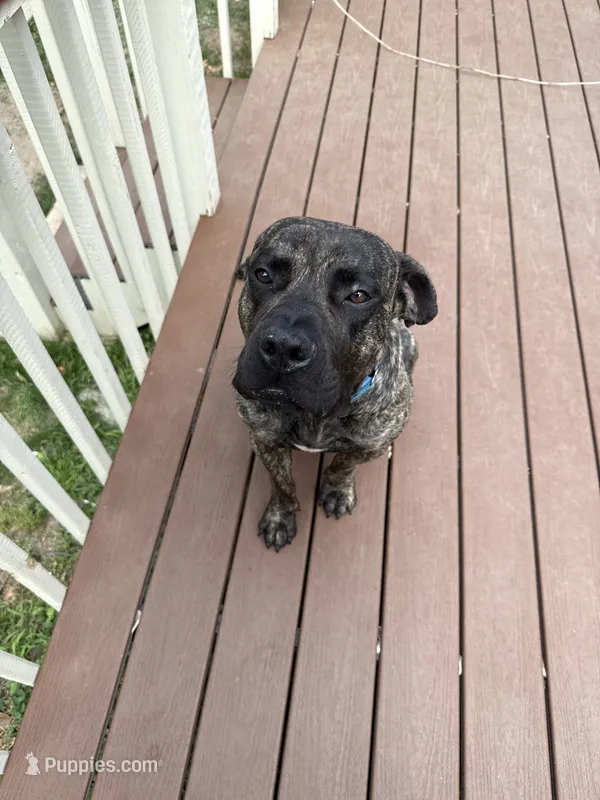Rico – Perro de Presa Canario puppy for sale in Philadelphia, PA