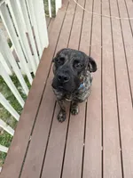 Rico, a male Perro de Presa Canario for sale in Philadelphia, PA – 1 of 3