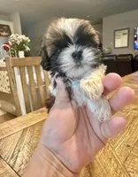 Shitzu , a male Shih Tzu for sale in San Antonio, TX – 1 of 6
