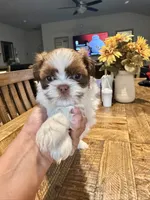Shitzu , a male Shih Tzu for sale in San Antonio, TX – 3 of 6