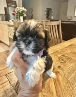 Shitzu , a male Shih Tzu for sale in San Antonio, TX – 2 of 6