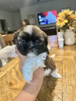 Shitzu , a male Shih Tzu for sale in San Antonio, TX – 6 of 6
