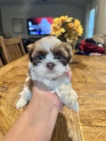 Shitzu , a male Shih Tzu for sale in San Antonio, TX – 5 of 6