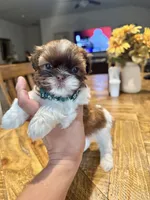 Shitzu , a male Shih Tzu for sale in San Antonio, TX – 4 of 6