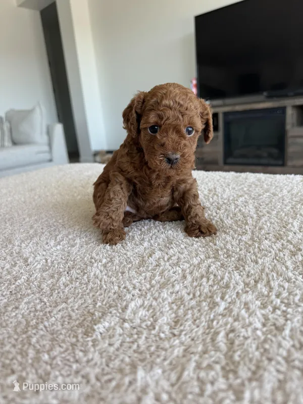 Ruby – Poodle - Miniature  puppy for sale in San Tan Valley, AZ