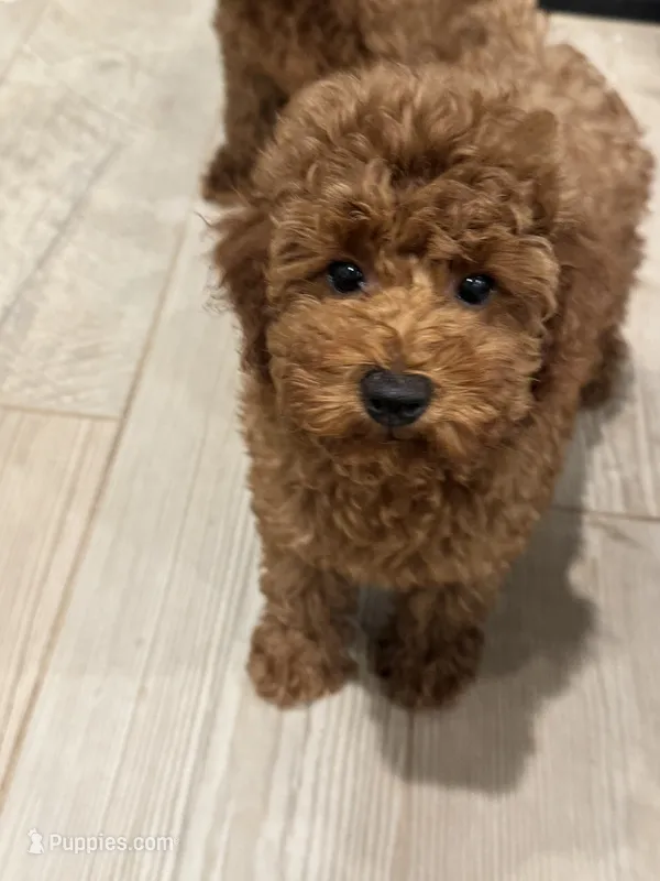 Flynn – Poodle - Miniature  puppy for sale in San Tan Valley, AZ