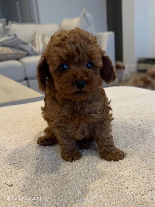 Rosie – Poodle - Toy  puppy for sale in San Tan Valley, AZ