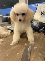 Timmy, a male Poodle - Toy  for sale in San Tan Valley, AZ – 4 of 4