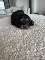 Elsie, a female Cavapoo and Cavalier King Charles Spaniel for sale in San Tan Valley, AZ – 2 of 5