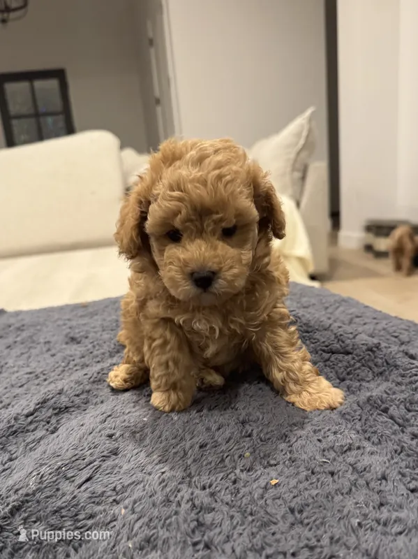 Mia – Poodle - Toy , Poodle - Miniature  puppy for sale in San Tan Valley, AZ