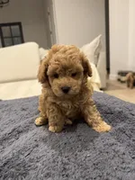 Mia, a female Poodle - Toy  and Poodle - Miniature  for sale in San Tan Valley, AZ – 1 of 2