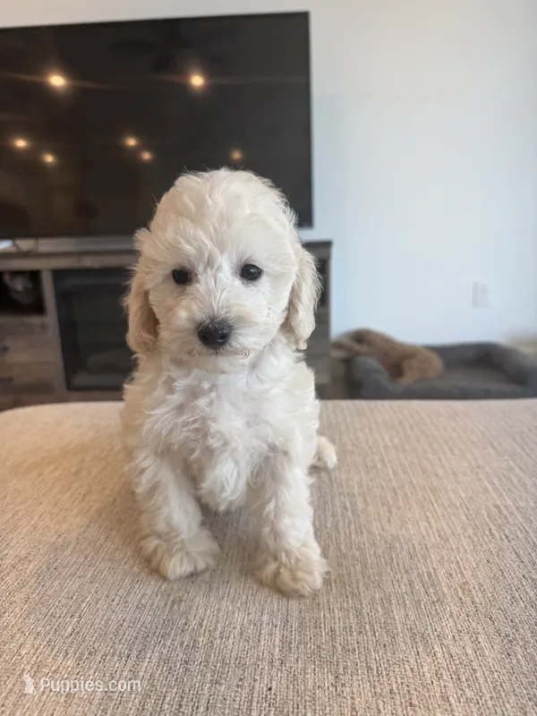 Fiona  – Poodle - Toy , Poodle - Miniature  puppy for sale in San Tan Valley, AZ