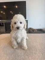 Fiona , a female Poodle - Toy  and Poodle - Miniature  for sale in San Tan Valley, AZ – 1 of 1