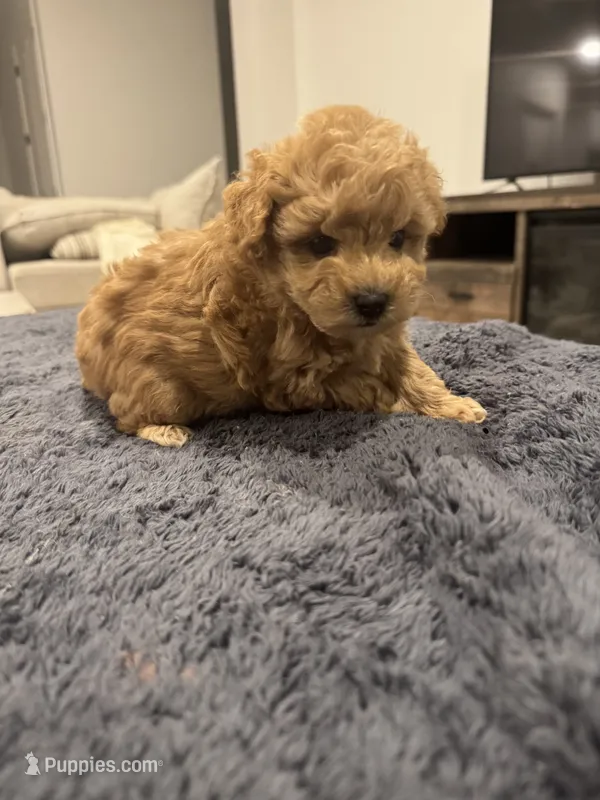 Sammy  – Poodle - Toy , Poodle - Miniature  puppy for sale in San Tan Valley, AZ