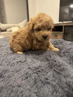 Sammy , a male Poodle - Toy  and Poodle - Miniature  for sale in San Tan Valley, AZ – 1 of 3