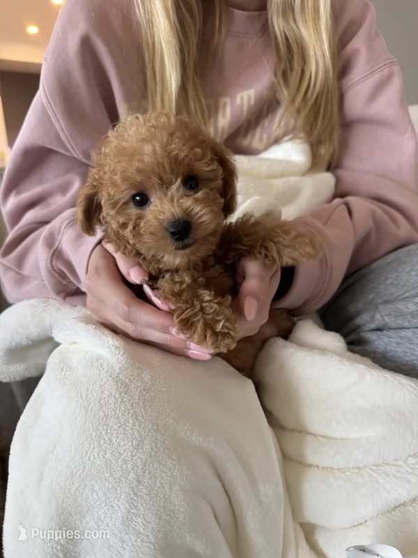 Jax – Poodle - Toy  puppy for sale in San Tan Valley, AZ