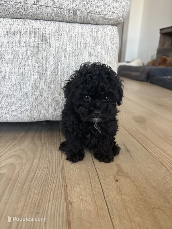 Eddie – Poodle - Toy  puppy for sale in San Tan Valley, AZ