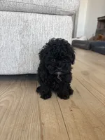 Eddie, a male Poodle - Toy  for sale in San Tan Valley, AZ – 1 of 5