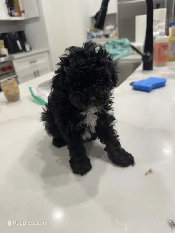 Onyx  – Poodle - Toy  puppy for sale in San Tan Valley, AZ
