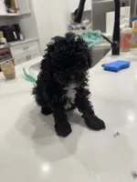 Onyx , a male Poodle - Toy  for sale in San Tan Valley, AZ – 1 of 2