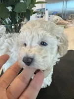 Henry , a male Poodle - Toy  for sale in San Tan Valley, AZ – 2 of 2
