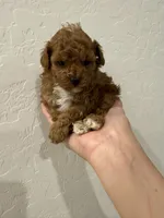 Emmie, a female Poodle - Toy  for sale in San Tan Valley, AZ – 3 of 6