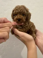 Billy, a male Poodle - Toy  for sale in San Tan Valley, AZ – 2 of 4